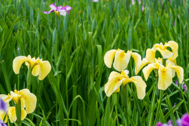 A cluster of vibrant yellow iris flowers in full bloom, standing tall amidst the lush green foliage. 