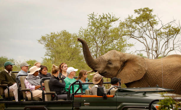 People Safari Africa Elephant wildlife nature savanna open vehicle close animal encounter tourist tourism travel woodland greater Kruger National Park