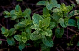 5 Unexpected household uses of mint