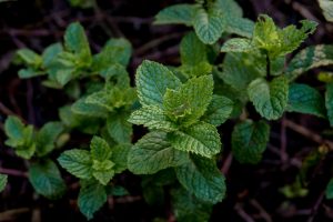 5 Unexpected household uses of mint