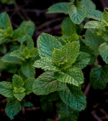 5 Unexpected household uses of mint