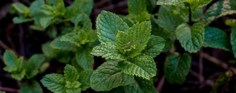 5 Unexpected household uses of mint