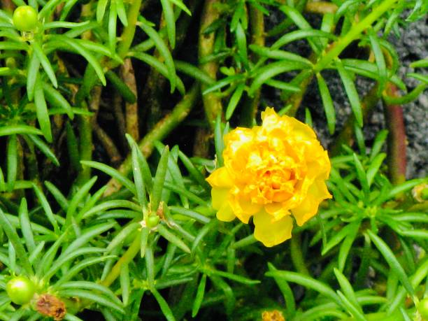 Beautiful Flower, Fresh Yellow Purslane, Moss Rose, Ten O'Clock, Sun Rose or Portulaca Grandiflora Flower with Green Leaves.