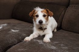 FURRY JACK RUSSELL DOG, SHEDDING HAIR DURING MOLT SEASON PLAYING ON SOFA.