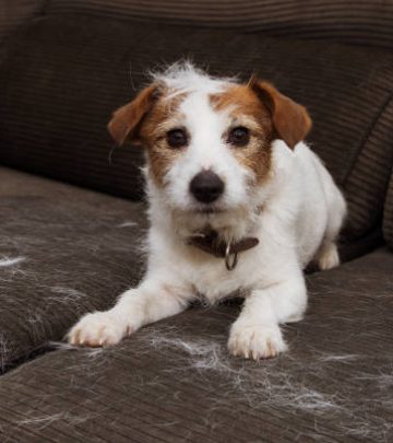 FURRY JACK RUSSELL DOG, SHEDDING HAIR DURING MOLT SEASON PLAYING ON SOFA.