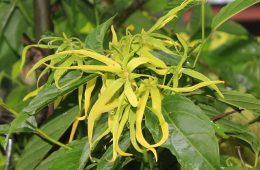 ylang ylang