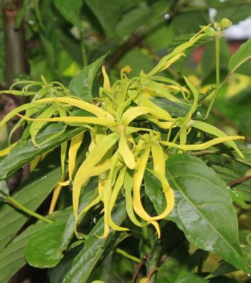 ylang ylang