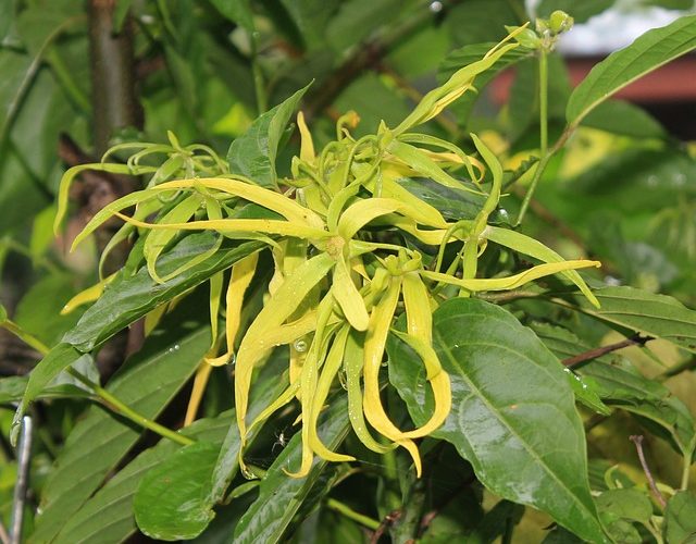 ylang ylang