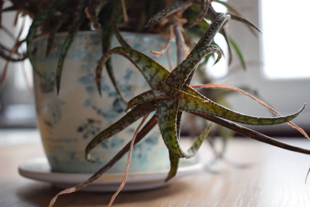 Aloe houseplants wilting leaves