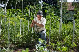 Peasant with hat working in vegetable garden