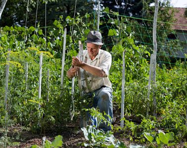 Peasant with hat working in vegetable garden