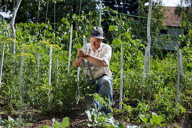 Peasant with hat working in vegetable garden