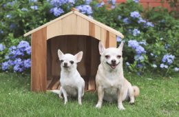 Portrait of two different size short hair Chihuahua dogs sitting in front of wooden dog house, Purple flowers garden background.