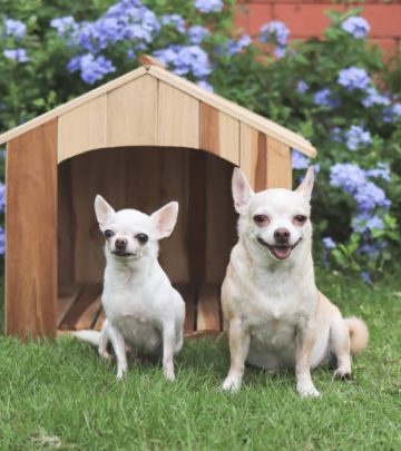 Portrait of two different size short hair Chihuahua dogs sitting in front of wooden dog house, Purple flowers garden background.