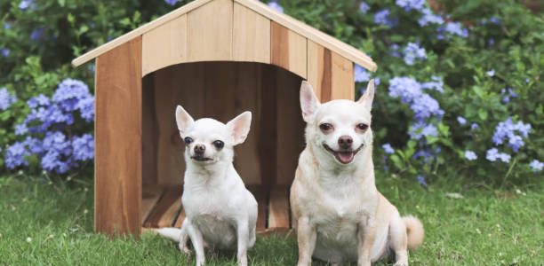 Portrait of two different size short hair Chihuahua dogs sitting in front of wooden dog house, Purple flowers garden background.