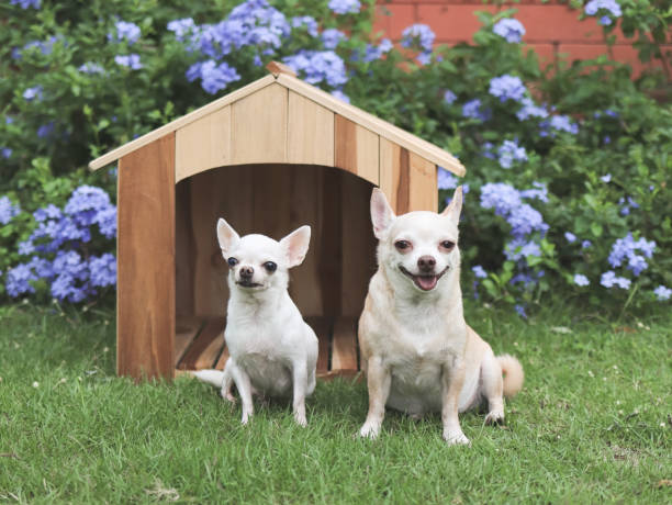 Portrait of two different size short hair Chihuahua dogs sitting in front of wooden dog house, Purple flowers garden background.