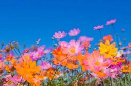 double exposure of cosmos flowers