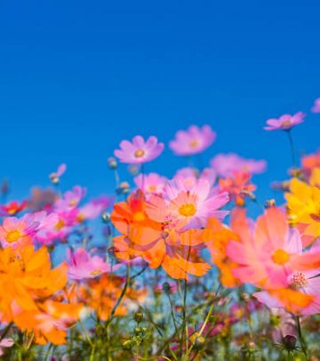 double exposure of cosmos flowers