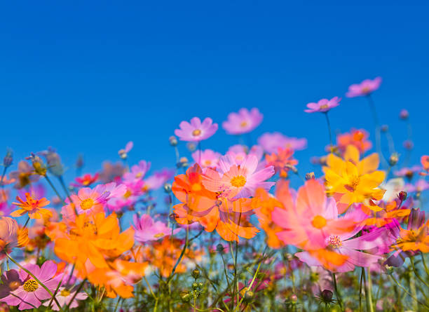 double exposure of cosmos flowers