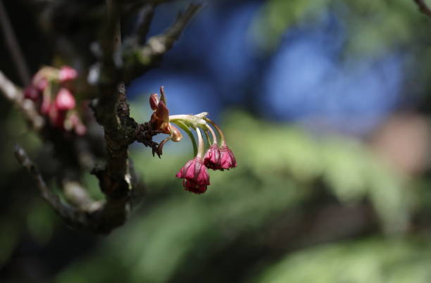 Prunus genus.Selective focus on developing cherry blossoms in early springtime. Plant Hardiness Zone 8A.