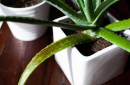 An Aloe Vera succulent houseplant sits in a white pot with signs of overwatering. These black/brown spots on the leaves appear from too much water too frequently. Also called water-soaked spots