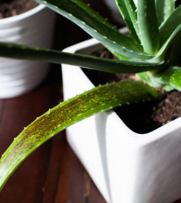 An Aloe Vera succulent houseplant sits in a white pot with signs of overwatering. These black/brown spots on the leaves appear from too much water too frequently. Also called water-soaked spots