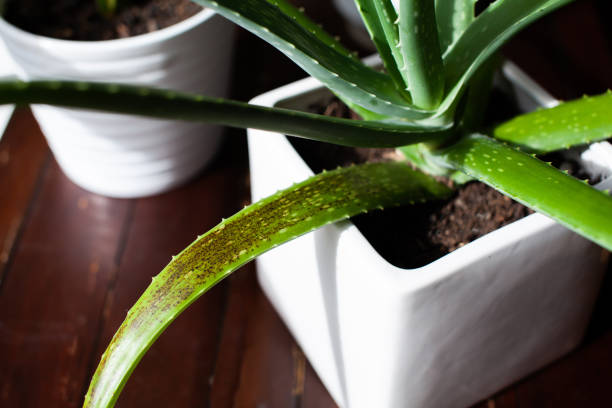 An Aloe Vera succulent houseplant sits in a white pot with signs of overwatering. These black/brown spots on the leaves appear from too much water too frequently. Also called water-soaked spots