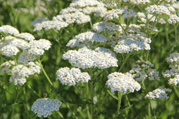 White yarrow in bloom or Achillea millefolium growing wild. Blossom and leaves can be used for herbal tea.