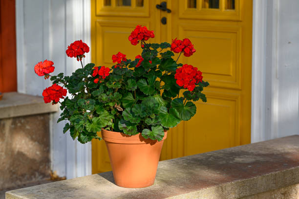 big red geranium in front of yellow double doors on old Swedish building