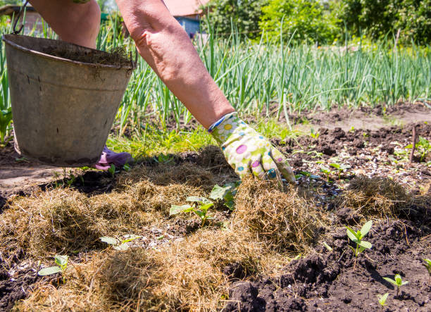 Using dry lawn grass for mulching plants