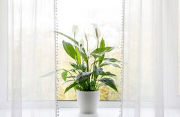 Air purifying scented houseplants in home concept. Spathiphyllum are commonly known as spath or peace lilies growing in pot in home room and cleaning indoor air.