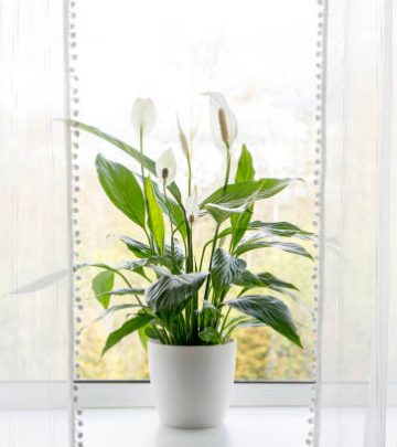 Air purifying scented houseplants in home concept. Spathiphyllum are commonly known as spath or peace lilies growing in pot in home room and cleaning indoor air.