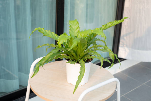 Beautiful bird's nest fern or Osaka fern indoor plant with white flower pot on wooden table as a home decoration.