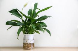 A beautiful flowering Peace Lily indoor houseplant (also known as Spathiphyllum wallisii, White Sails, Spathe Flower) on left of wooden surface against white wall of home interior, copy space on right