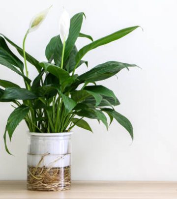 A beautiful flowering Peace Lily indoor houseplant (also known as Spathiphyllum wallisii, White Sails, Spathe Flower) on left of wooden surface against white wall of home interior, copy space on right