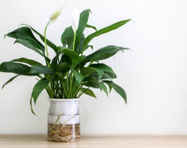 A beautiful flowering Peace Lily indoor houseplant (also known as Spathiphyllum wallisii, White Sails, Spathe Flower) on left of wooden surface against white wall of home interior, copy space on right