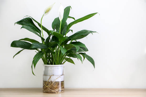 A beautiful flowering Peace Lily indoor houseplant (also known as Spathiphyllum wallisii, White Sails, Spathe Flower) on left of wooden surface against white wall of home interior, copy space on right