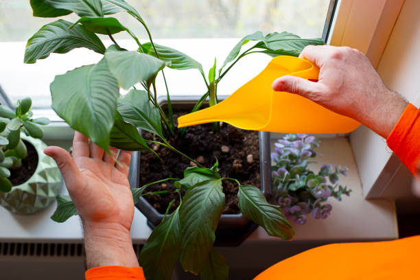 The hands of a man in an orange t-shirt are watering a spathiphyllum flower standing in a large pot on the windowsill. Close-up