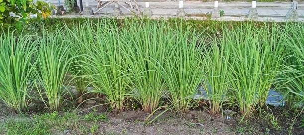 Lemon grass plants growing in a garden