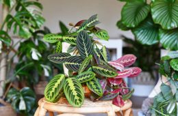 Tropical 'Maranta Leuconeura Fascinator' houseplant with leaves with exotic red stripe pattern table in living room with many plants