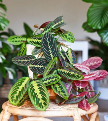 Tropical 'Maranta Leuconeura Fascinator' houseplant with leaves with exotic red stripe pattern table in living room with many plants