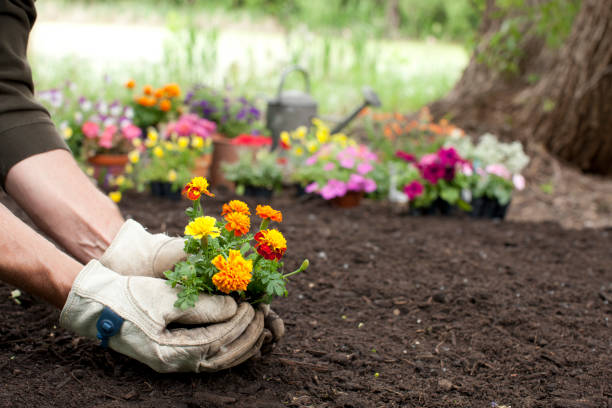 Man gardening holding Marigold flowers in his hands with copy space