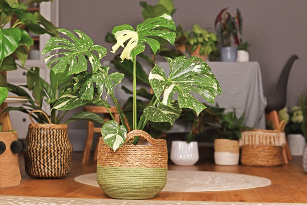 Tropical 'Monstera Deliciosa Thai Constellation' houseplant with beautiful white sprinkled varigated leaves in basket flower pot in living room with many plants in burry background