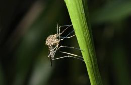 A medium-large brown mosquito in the Aedini (formerly classified as Aedes sp.) tribe of mosquitoes (Culicidae). May be a disease vector.