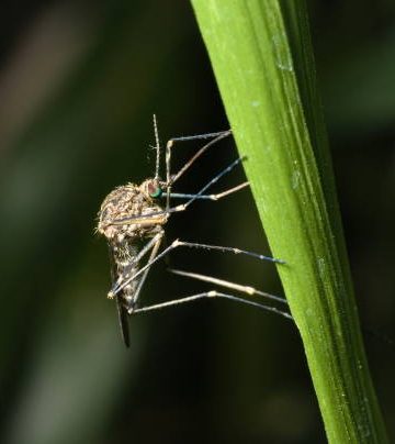 A medium-large brown mosquito in the Aedini (formerly classified as Aedes sp.) tribe of mosquitoes (Culicidae). May be a disease vector.