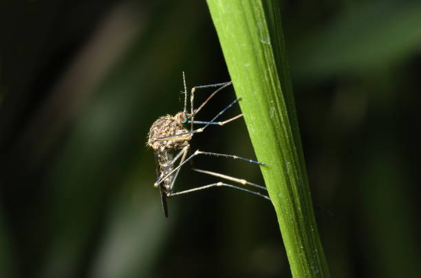 A medium-large brown mosquito in the Aedini (formerly classified as Aedes sp.) tribe of mosquitoes (Culicidae). May be a disease vector.