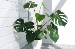 Beautiful monstera deliciosa or Swiss cheese plant in the sun against the background of a brick white wall. Home plant in a modern interior. Interior Design.