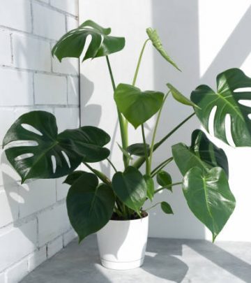 Beautiful monstera deliciosa or Swiss cheese plant in the sun against the background of a brick white wall. Home plant in a modern interior. Interior Design.