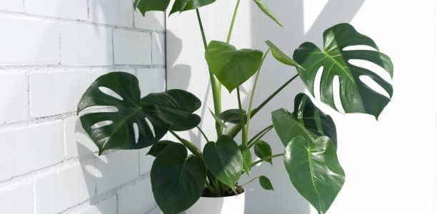 Beautiful monstera deliciosa or Swiss cheese plant in the sun against the background of a brick white wall. Home plant in a modern interior. Interior Design.