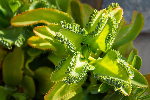 Kalanchoe laetivirens or mother of thousands green plant